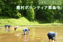 農村ボランティア